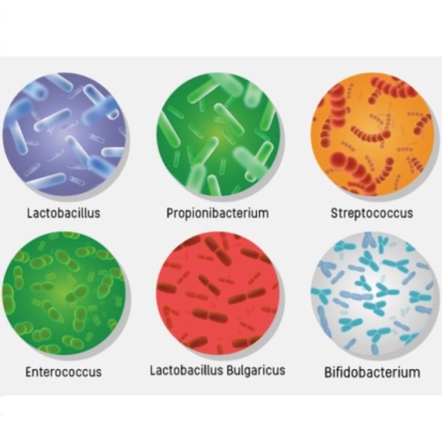 腸胃道保健系列-  益生菌、益生質